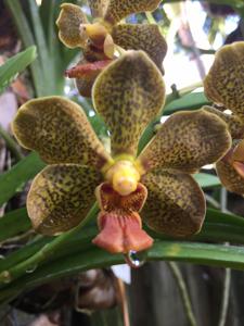 Vanda Nathan's Spotted Sunrays