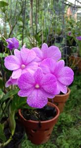 Dendrobium Classic Gem