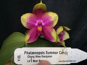 Phalaenopsis Summer Candy