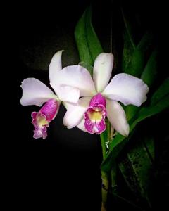 Cattleya Tanya Danilchick