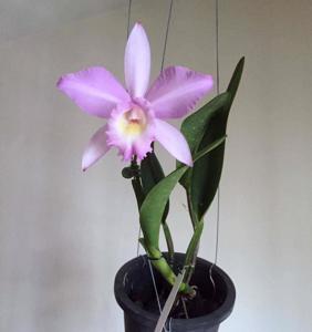 Cattleya Tanya Danilchick