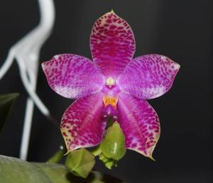 Phalaenopsis Gigabell