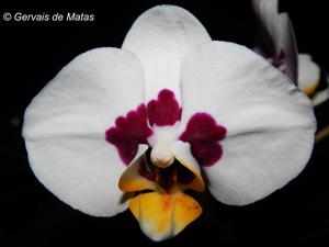 Phalaenopsis Sogo Melody