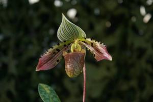 Paphiopedilum Double Deception