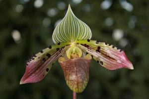 Paphiopedilum Double Deception