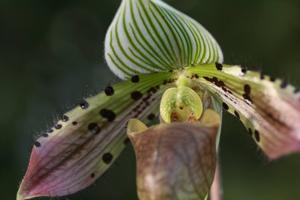 Paphiopedilum Double Deception