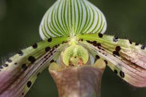 Paphiopedilum Double Deception