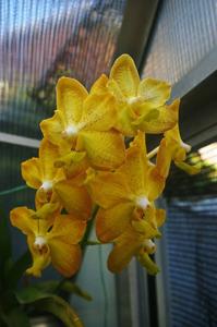 Vanda Motes Honeybun