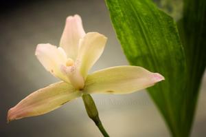 Lycaste Loftus