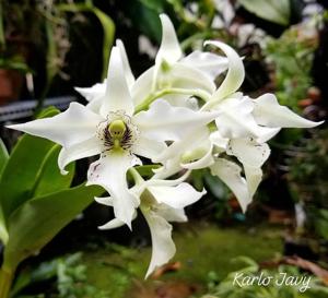 Dendrobium Joyce Kelly