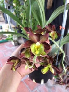 Clowesetum Creative Copper Gold