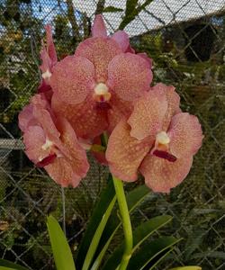 Vanda Juan's Delight