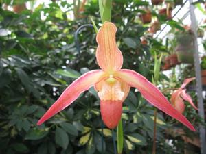 Phragmipedium Saint Peter