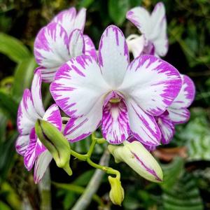 Dendrobium Enobi Purple