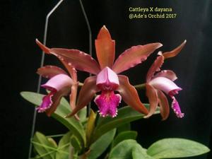 Cattleya dayana