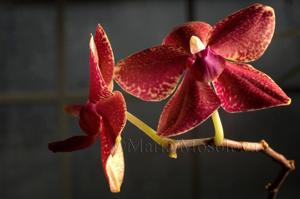 Phalaenopsis Hattie Mattie