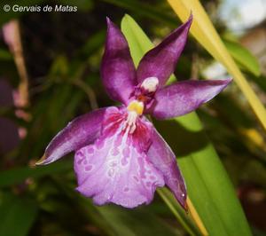 Miltonia Purple Queen