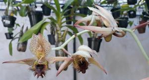 Catasetum altaflorestense