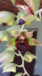 Catasetum Green Dragon