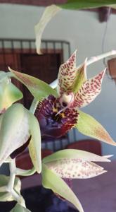 Catasetum Green Dragon