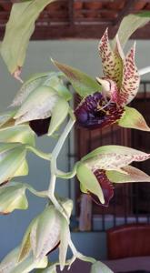 Catasetum Green Dragon