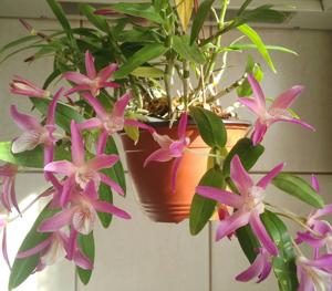 Dendrobium Nikkou