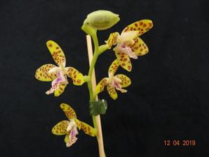 Phalaenopsis Little One