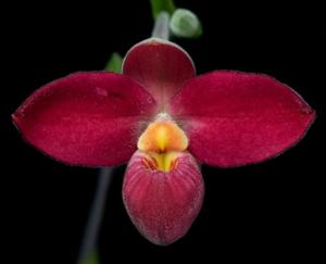 Phragmipedium Elfin's Candy