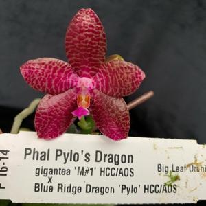 Phalaenopsis Pylo's Dragon