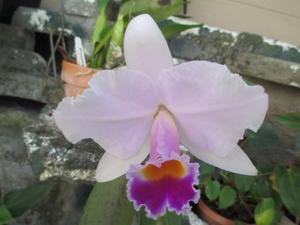 Cattleya Sergio Araujo