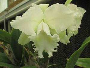 Cattleya Intermediette