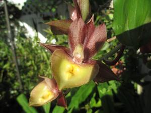 Catasetum Louise Clarke