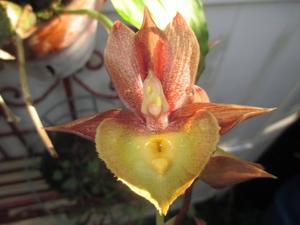 Catasetum Louise Clarke