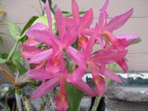 Cattlianthe Caribbean