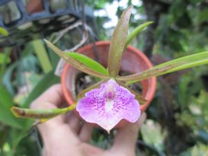 Brassocattleya Gulfshore's Beauty