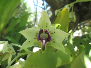 Dendrobium Little Atro