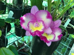 Rhyncholaeliocattleya Rosella's Little Angel