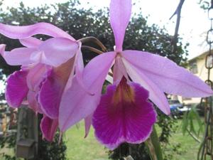 Brassocattleya Jackie's Jungle