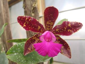 Cattleya Landate