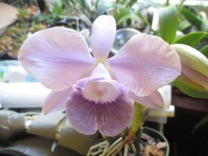 Cattleya Mini Purple