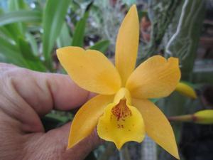 Cattlianthe Gold Digger