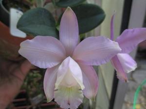 Cattleya dolosa