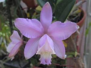 Cattleya dolosa