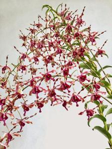 Dendrobium Margaret Thatcher