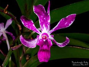 Vandachostylis Pinky