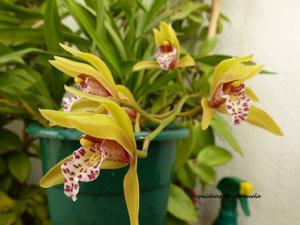 Cymbidium Tiger Moth
