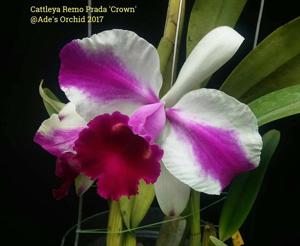 Cattleya Remo Prada