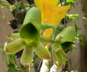 Catasetum altaflorestense