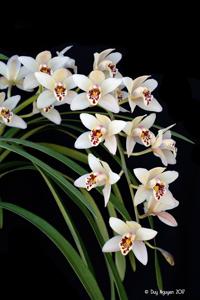 Cymbidium Gladys Whitesell