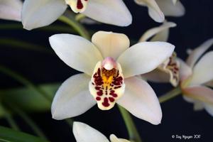 Cymbidium Gladys Whitesell